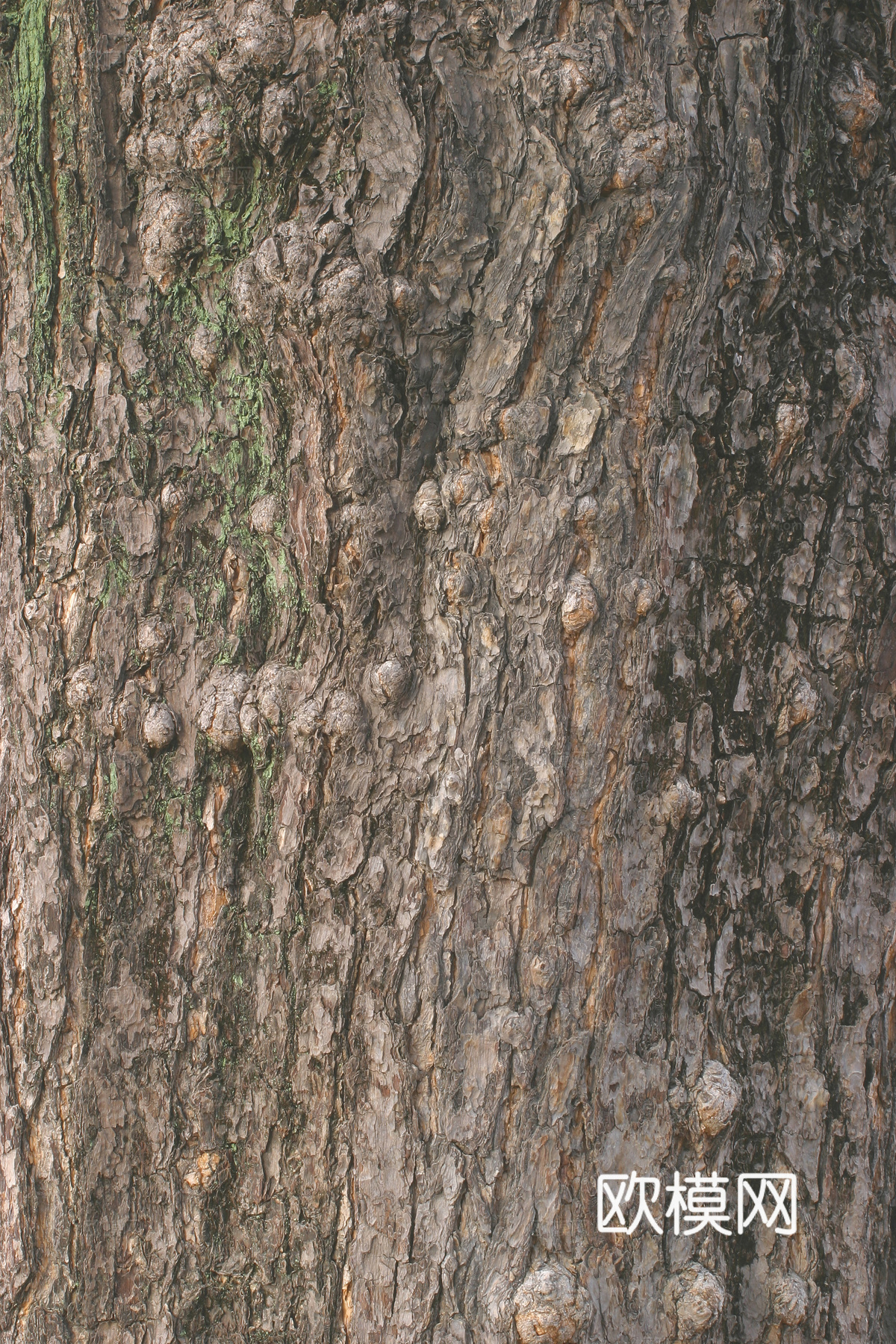 树干 旧木 树皮下载