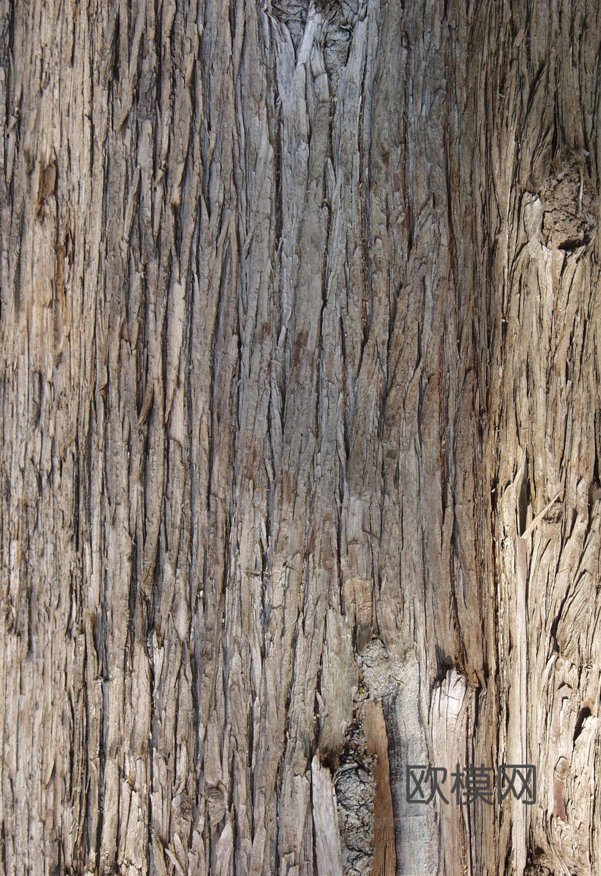 树干 旧木 树皮下载