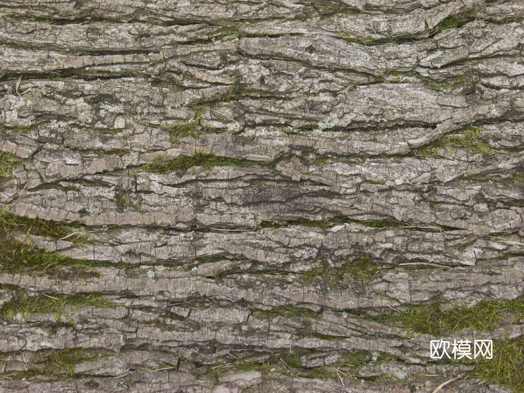 树干 旧木 树皮下载