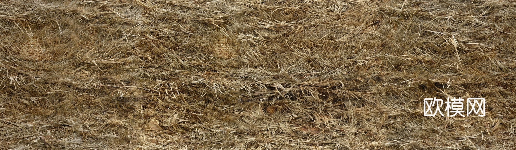 树干 棕榈