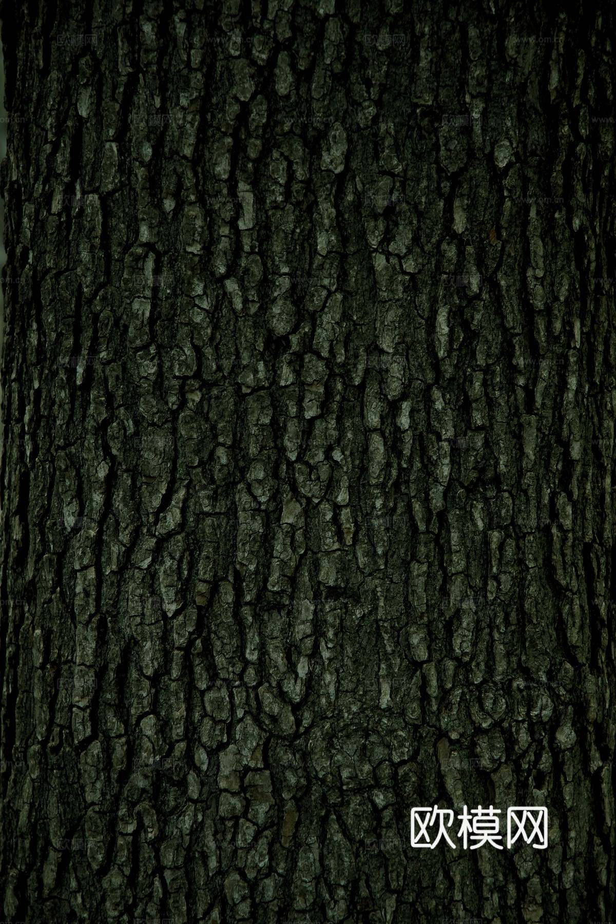 树干 旧木 树皮下载