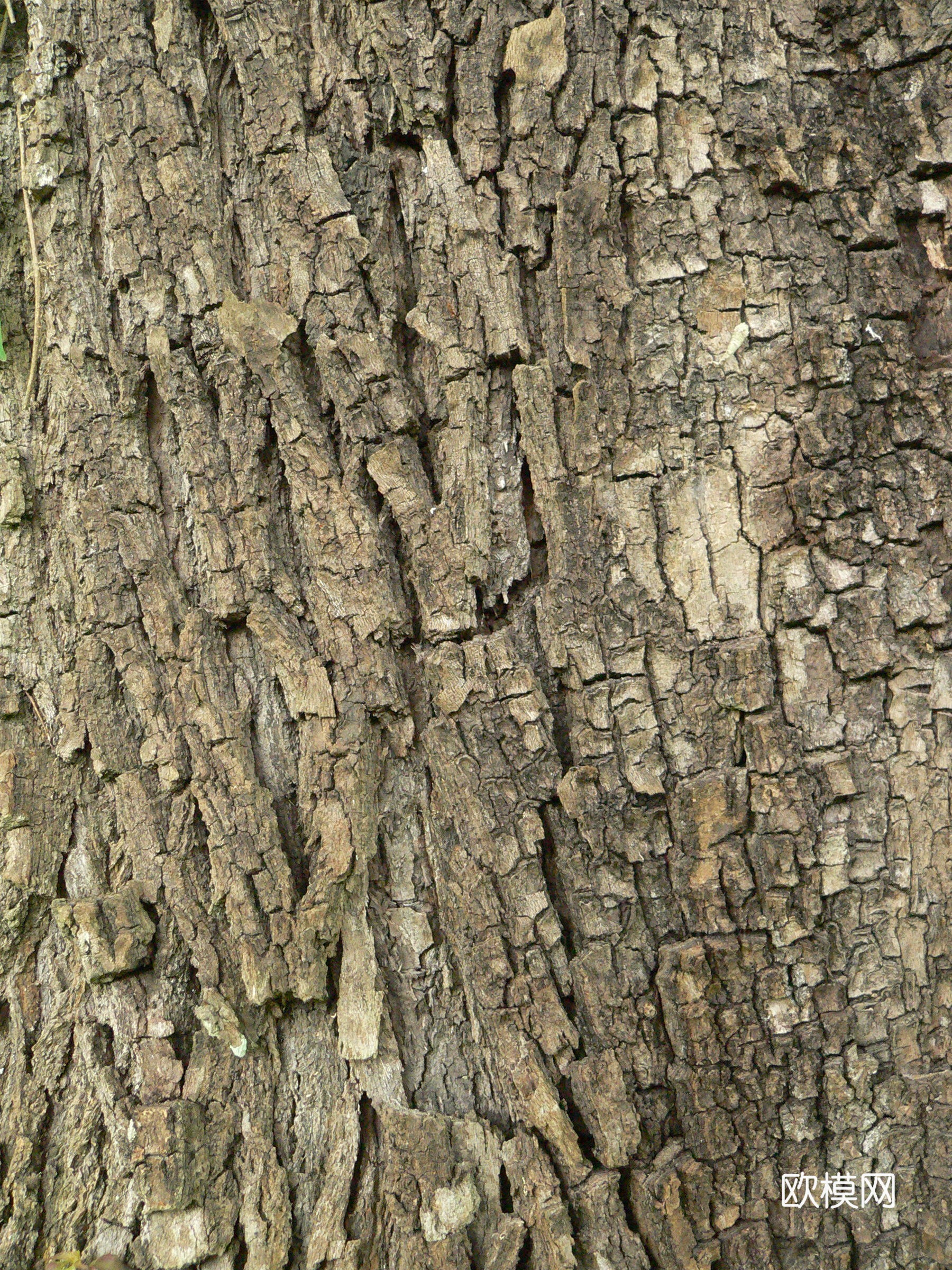 树干 旧木 树皮下载