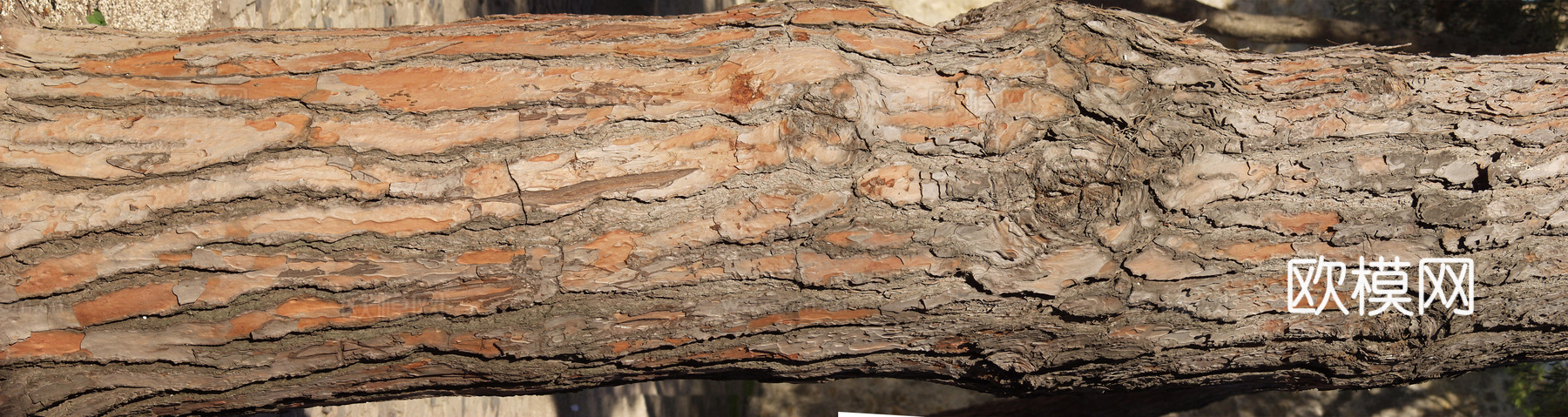树干 旧木 树皮下载