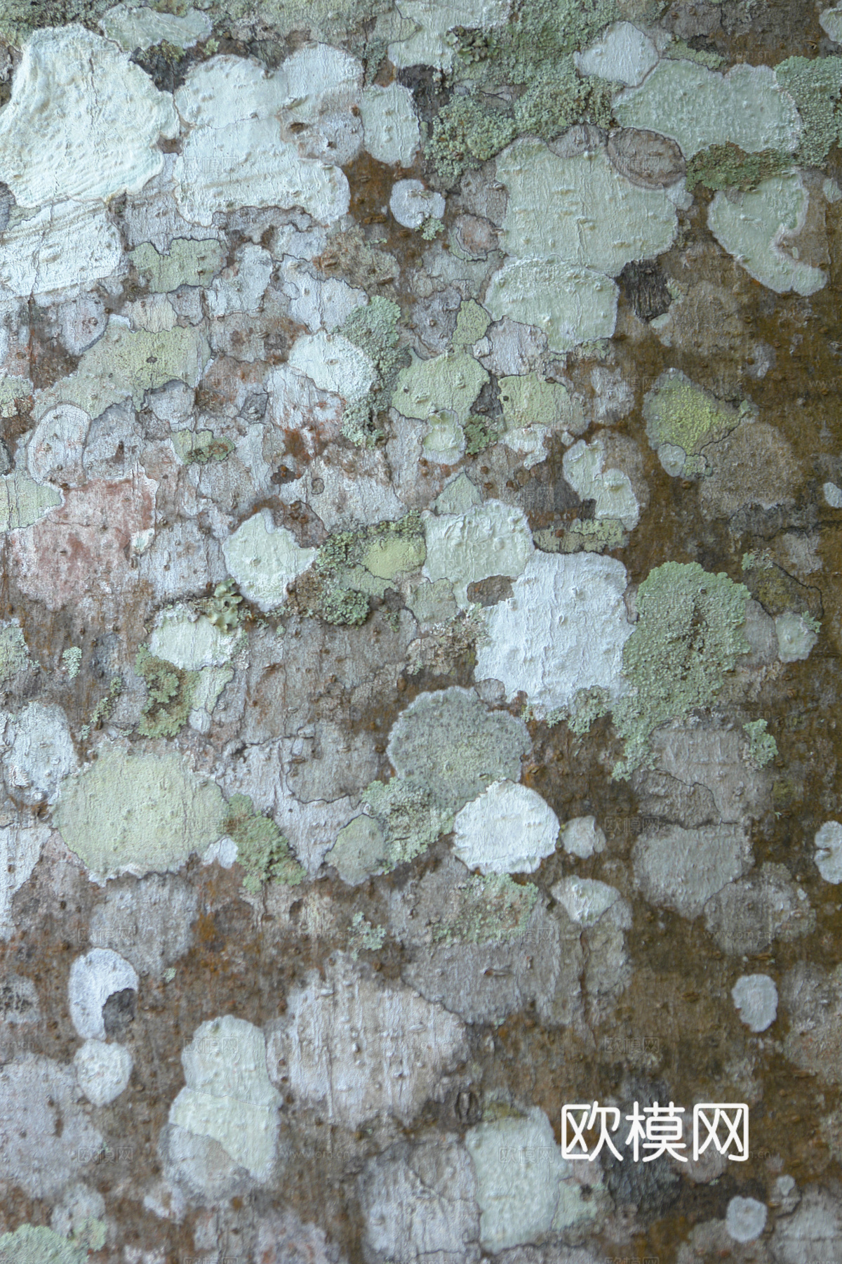 树干 旧木 树皮下载