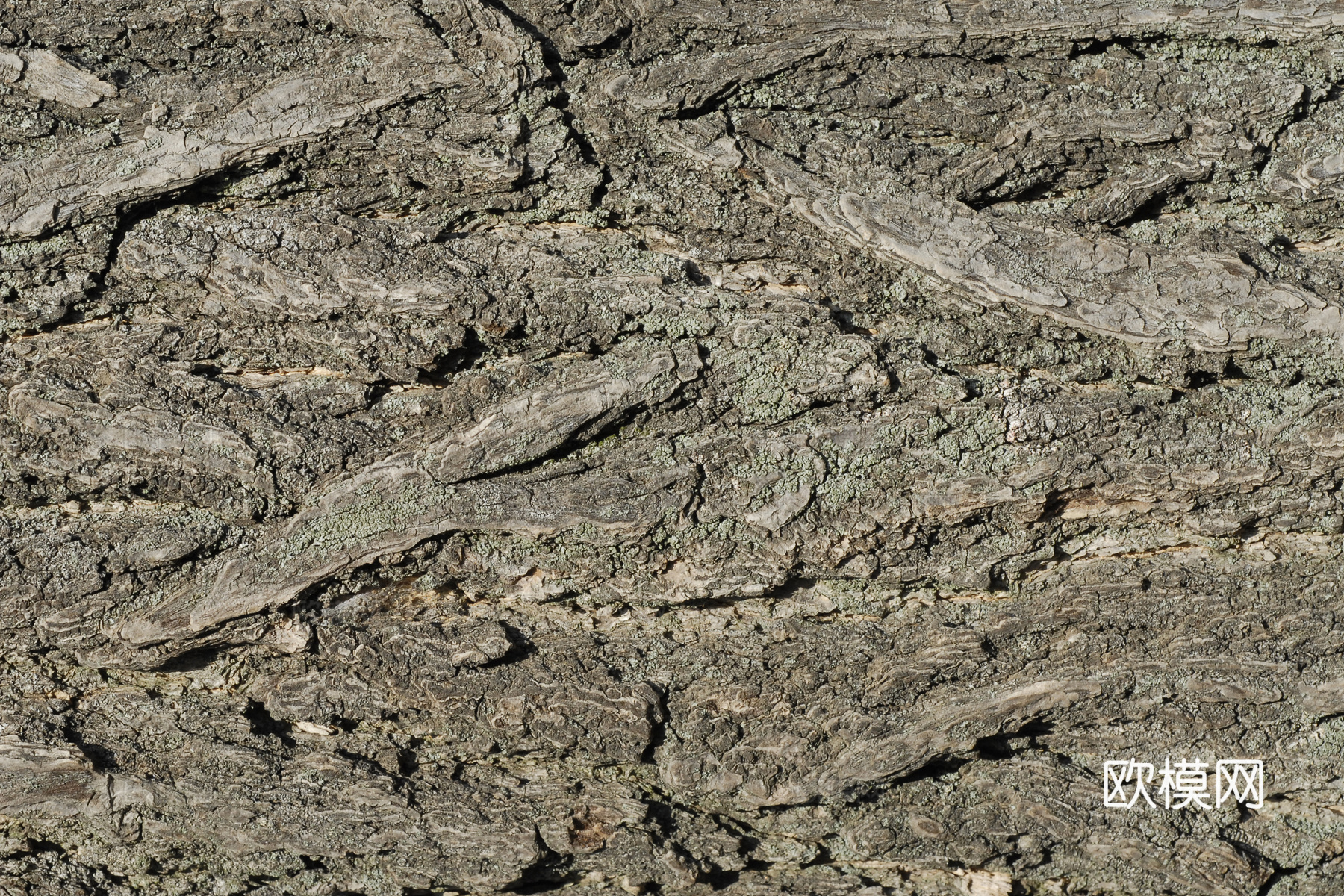 树干 旧木 树皮下载