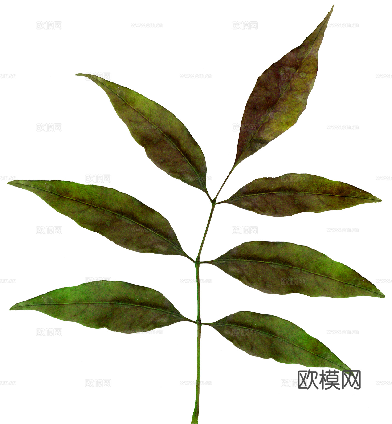 树叶草叶  树叶纹理  草叶纹理下载