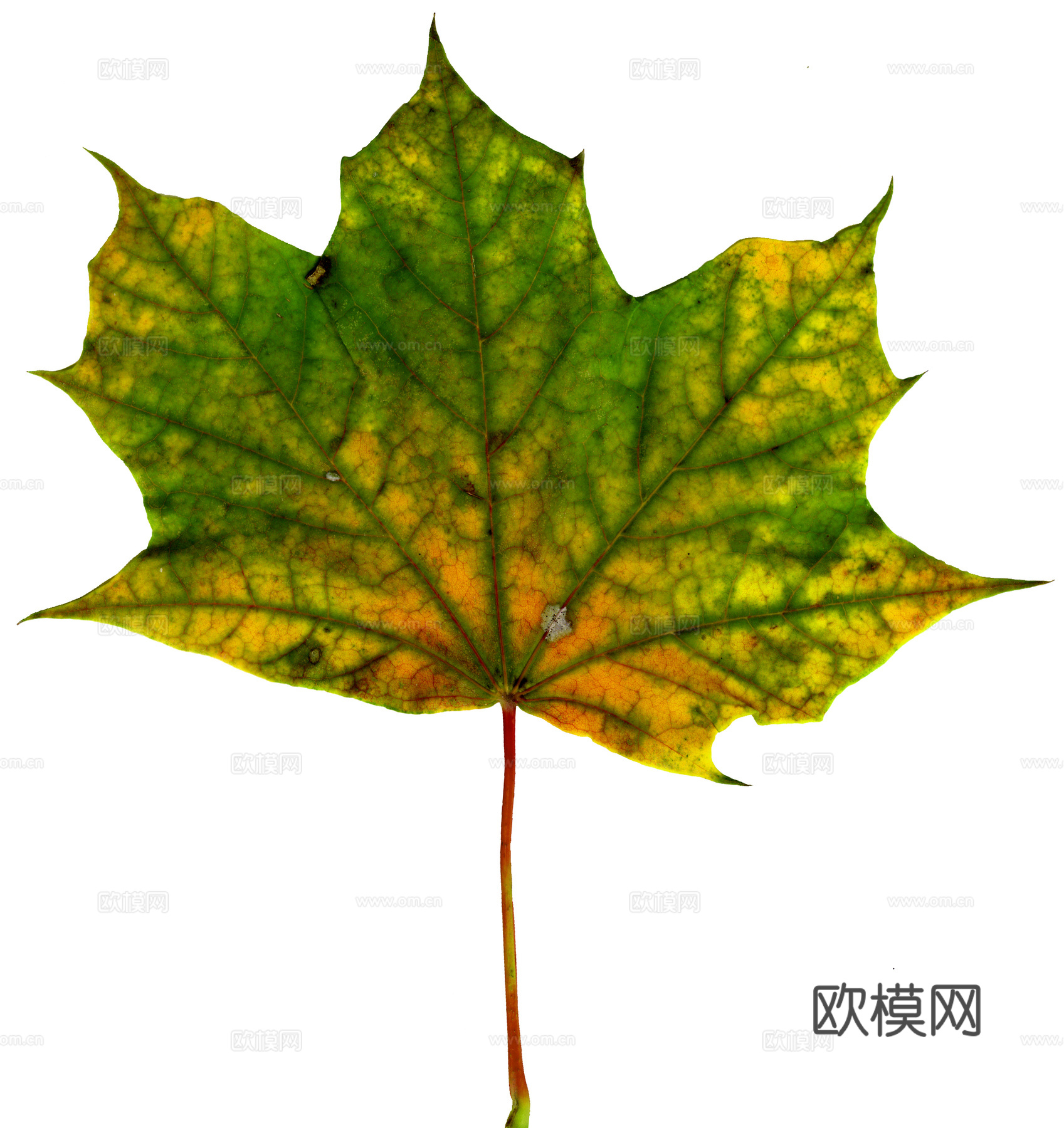 树叶草叶 树叶纹理  草叶纹理下载