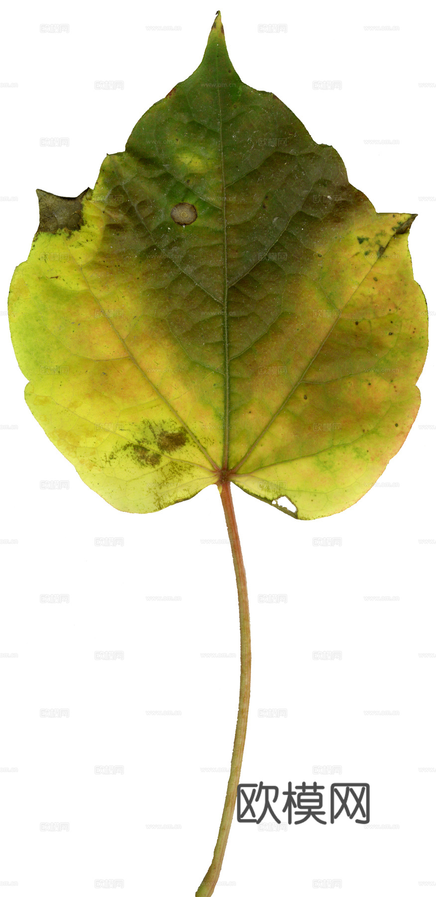 树叶纹理  草叶纹理 树叶草叶下载