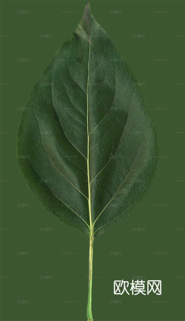 树叶草叶 树叶纹理  草叶纹理下载