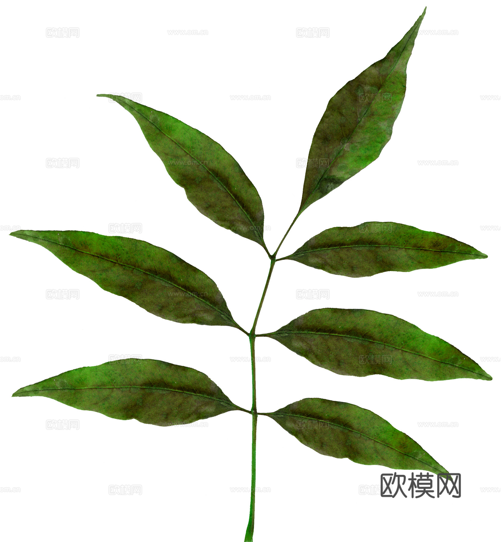 树叶草叶  树叶纹理  草叶纹理下载