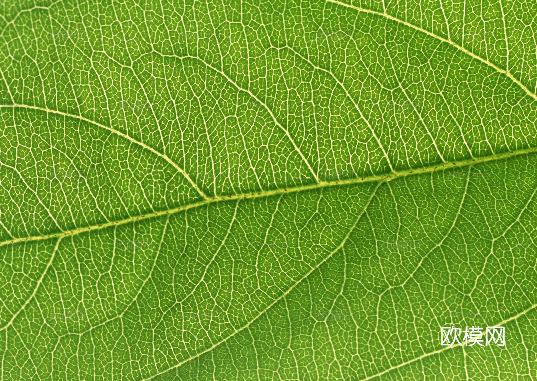 树叶纹理  草叶纹理 树叶草叶下载