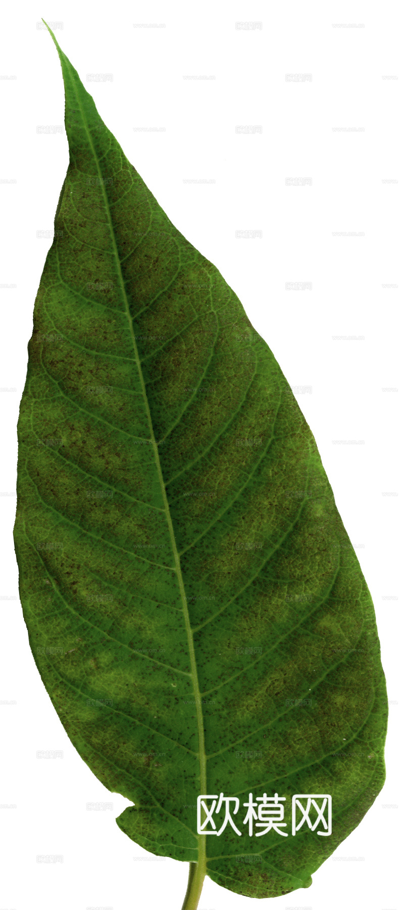 树叶纹理  草叶纹理 树叶草叶下载