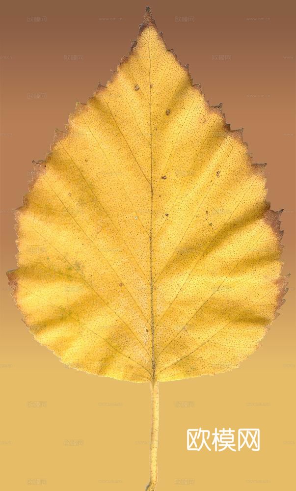 树叶纹理  秋天树叶下载