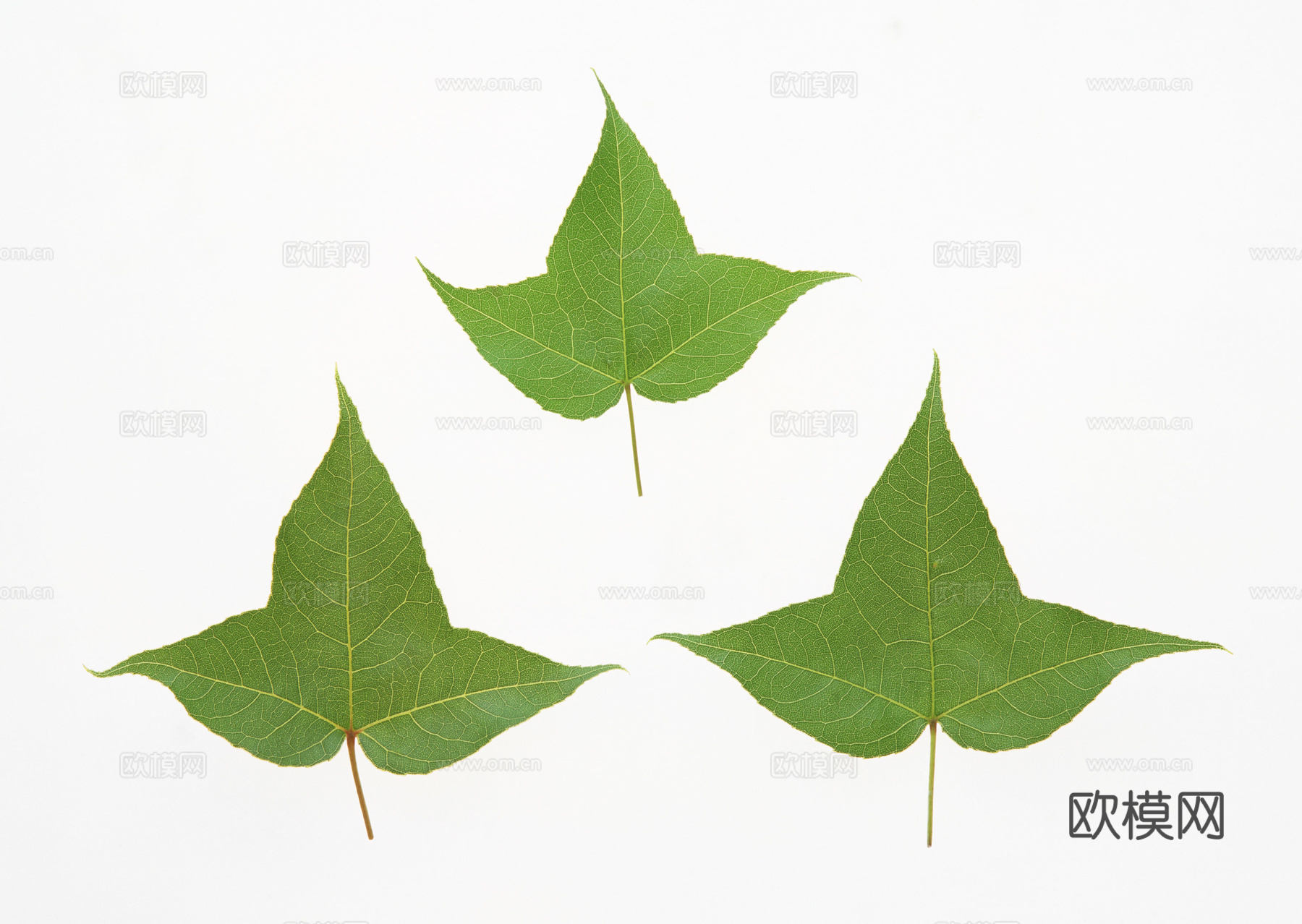 树叶草叶 树叶纹理  草叶纹理下载