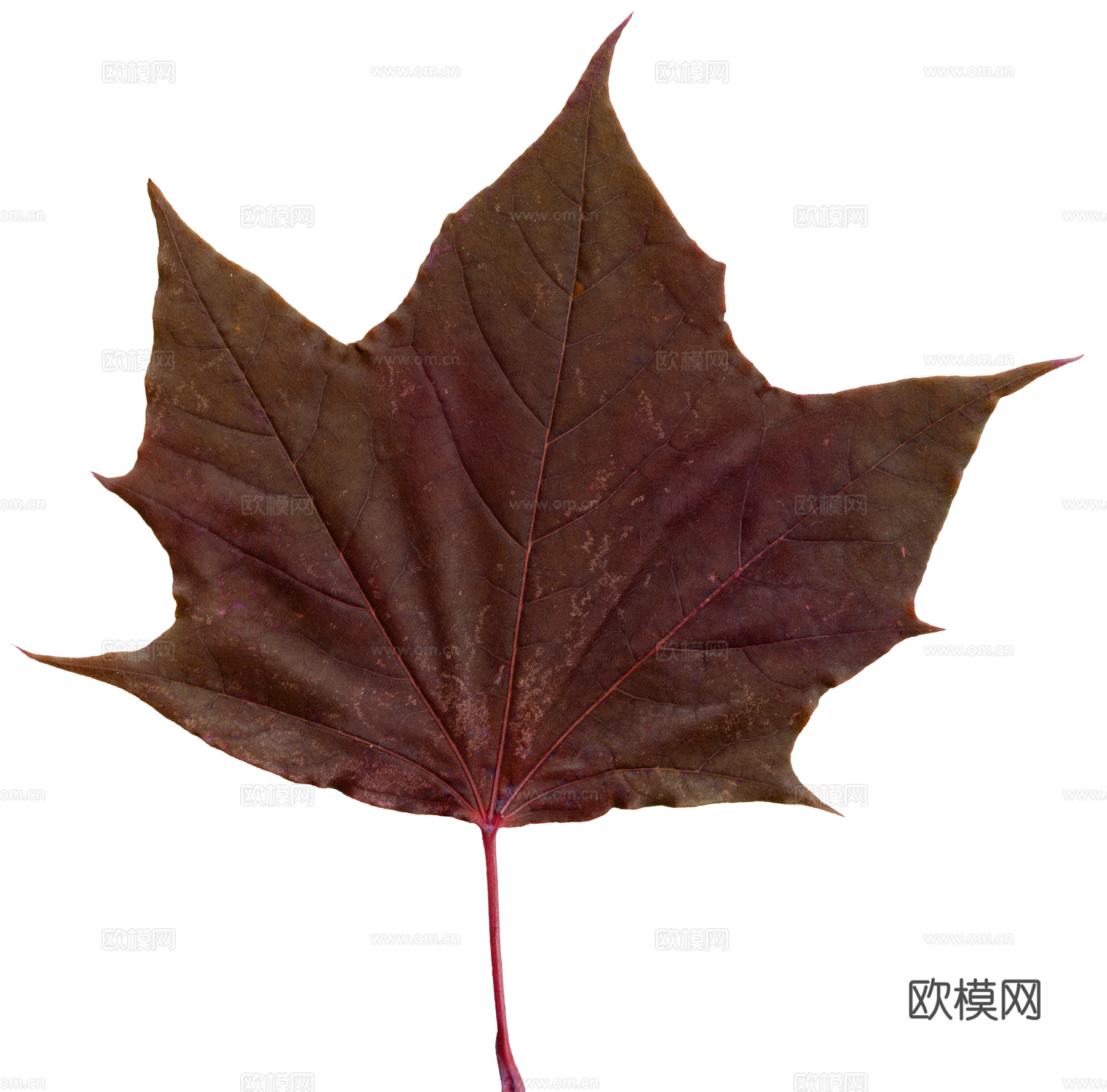 树叶纹理  秋天树叶