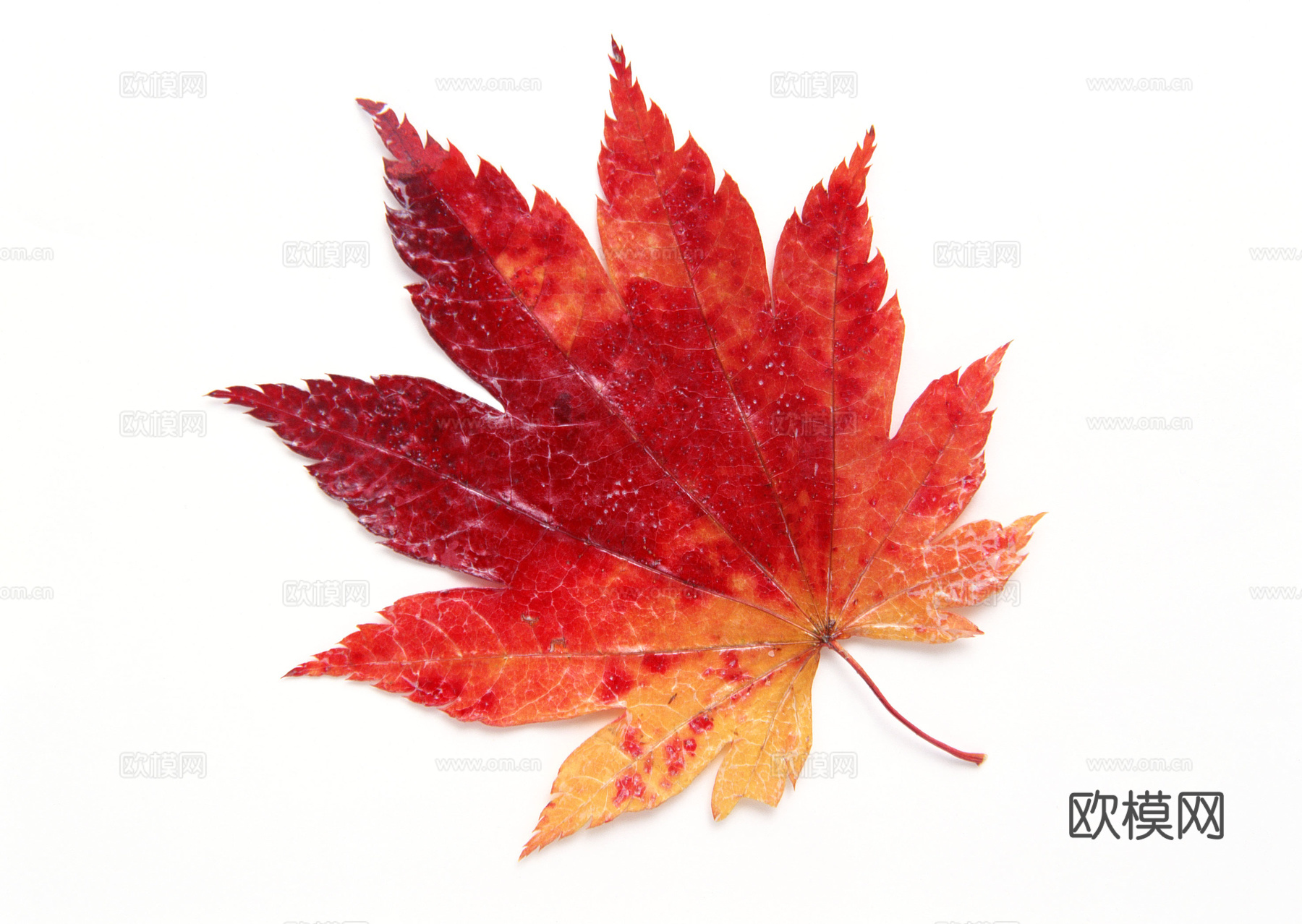 树叶纹理  秋天树叶下载