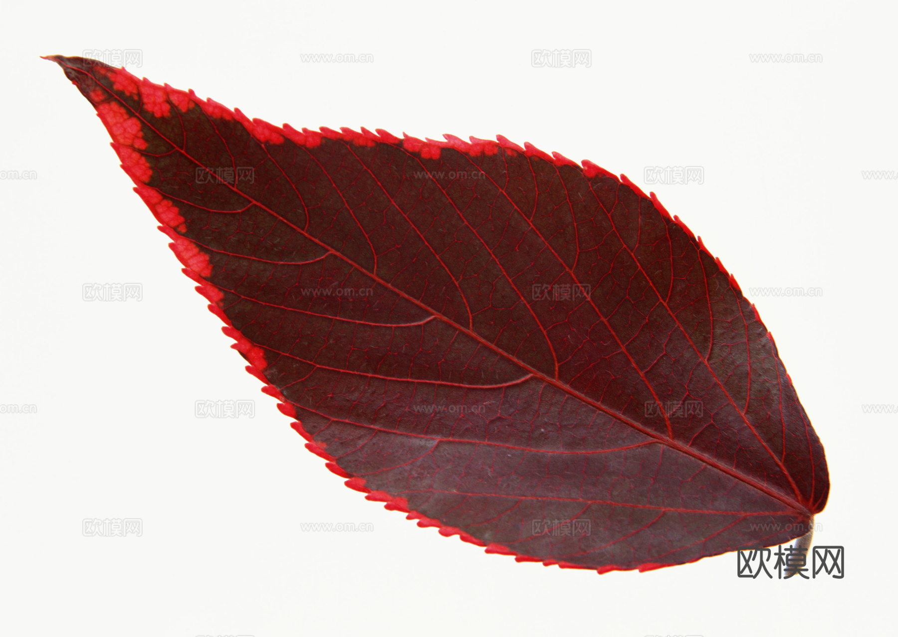 树叶纹理  秋天树叶下载