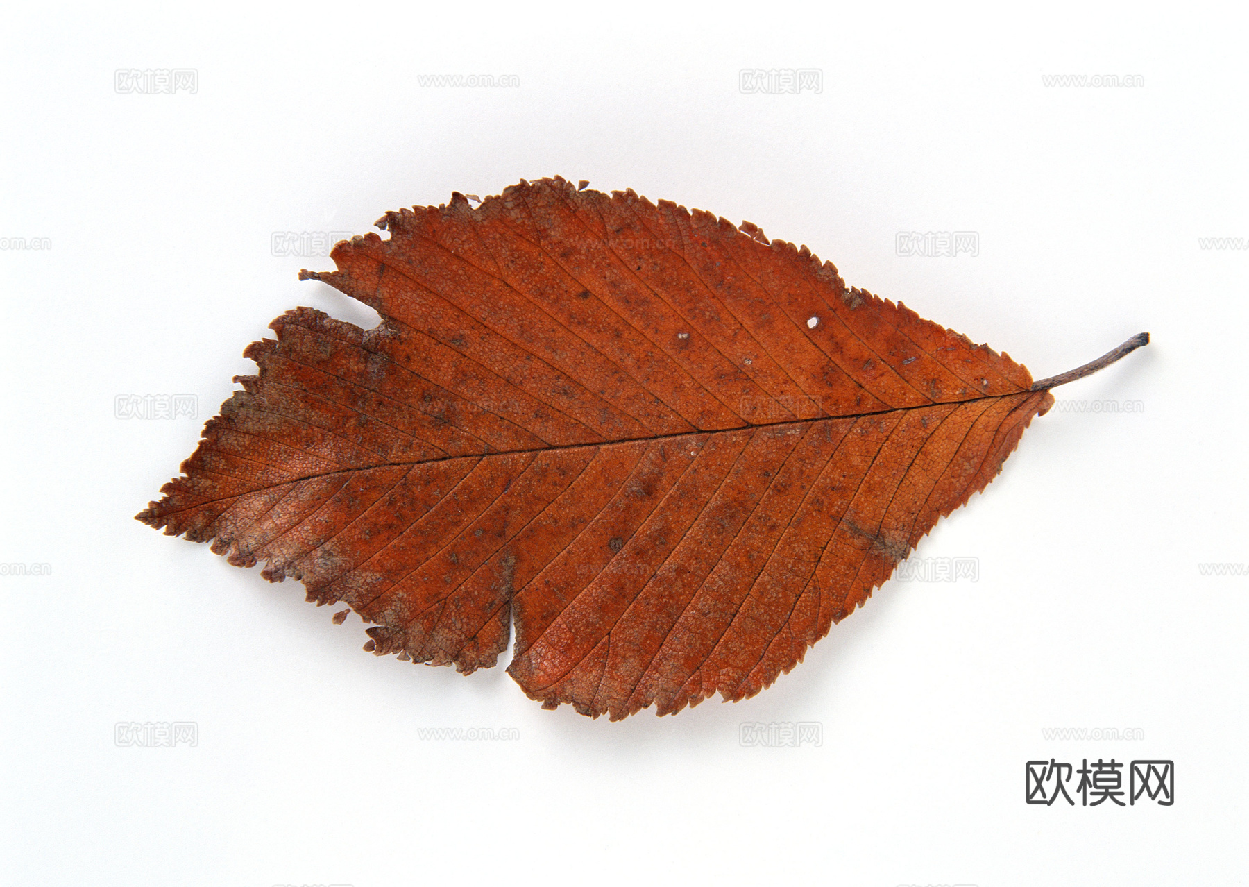 树叶纹理  秋天树叶下载