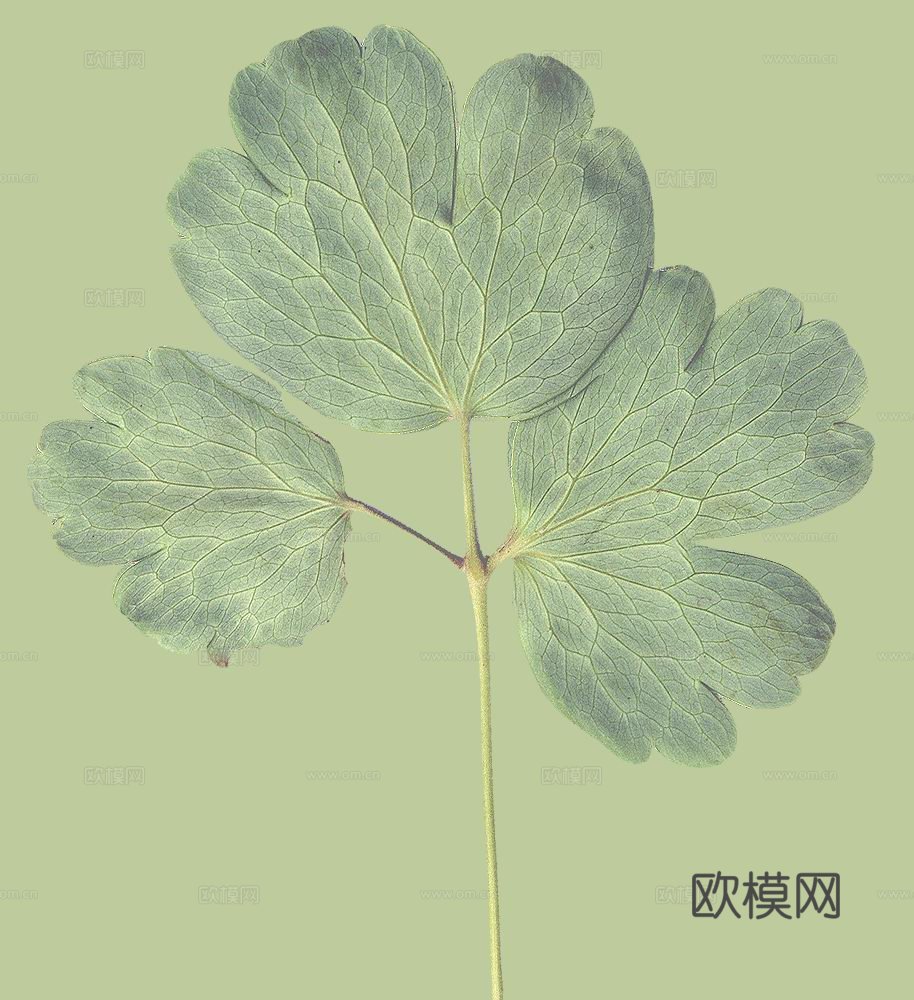 树叶草叶 树叶纹理  草叶纹理下载