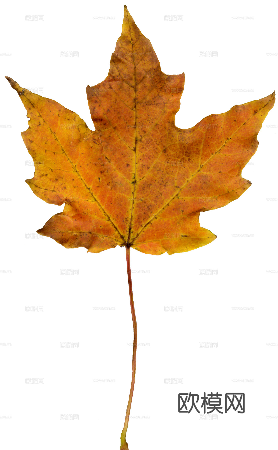 树叶纹理  秋天树叶下载