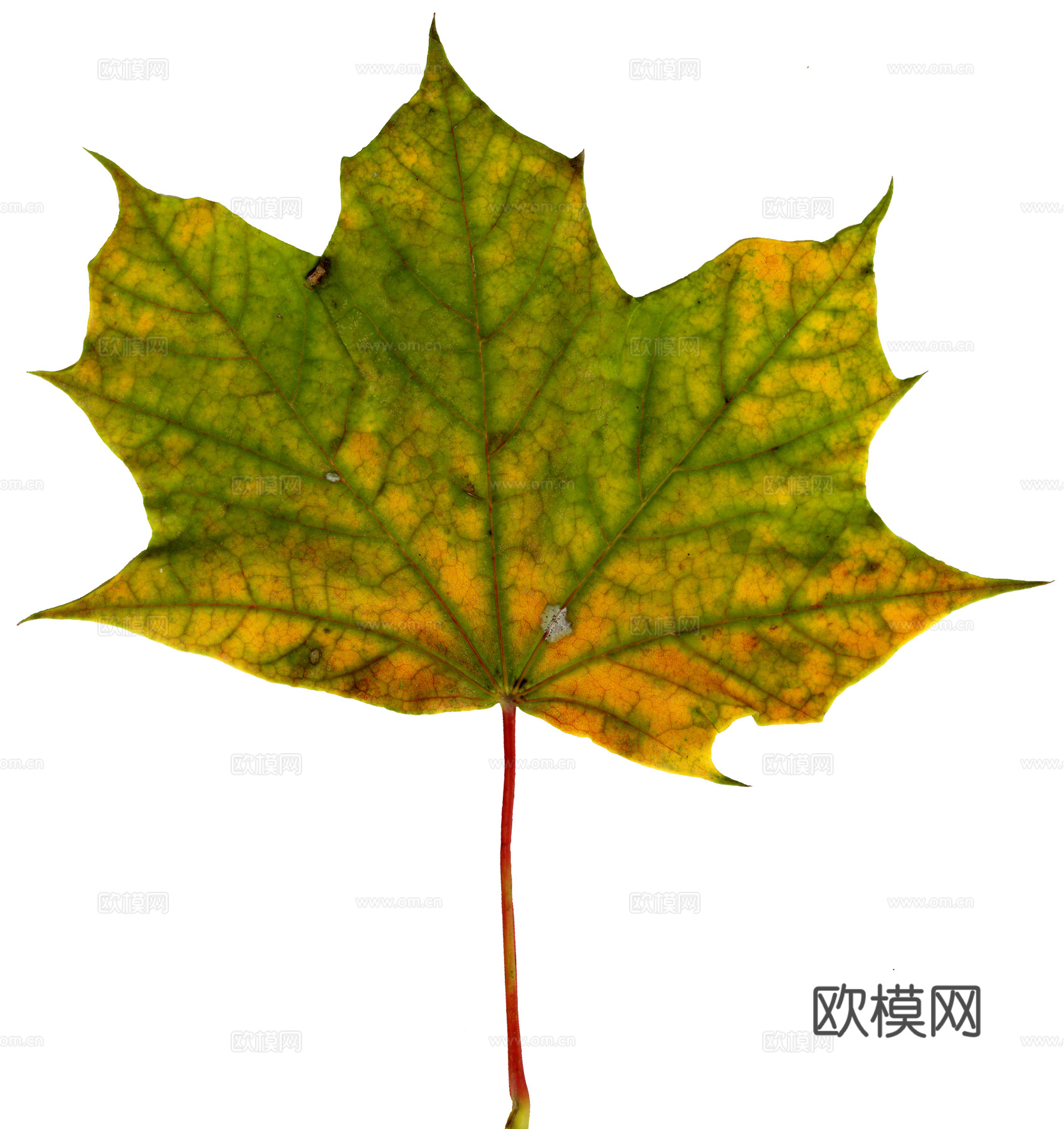 树叶草叶 树叶纹理  草叶纹理下载