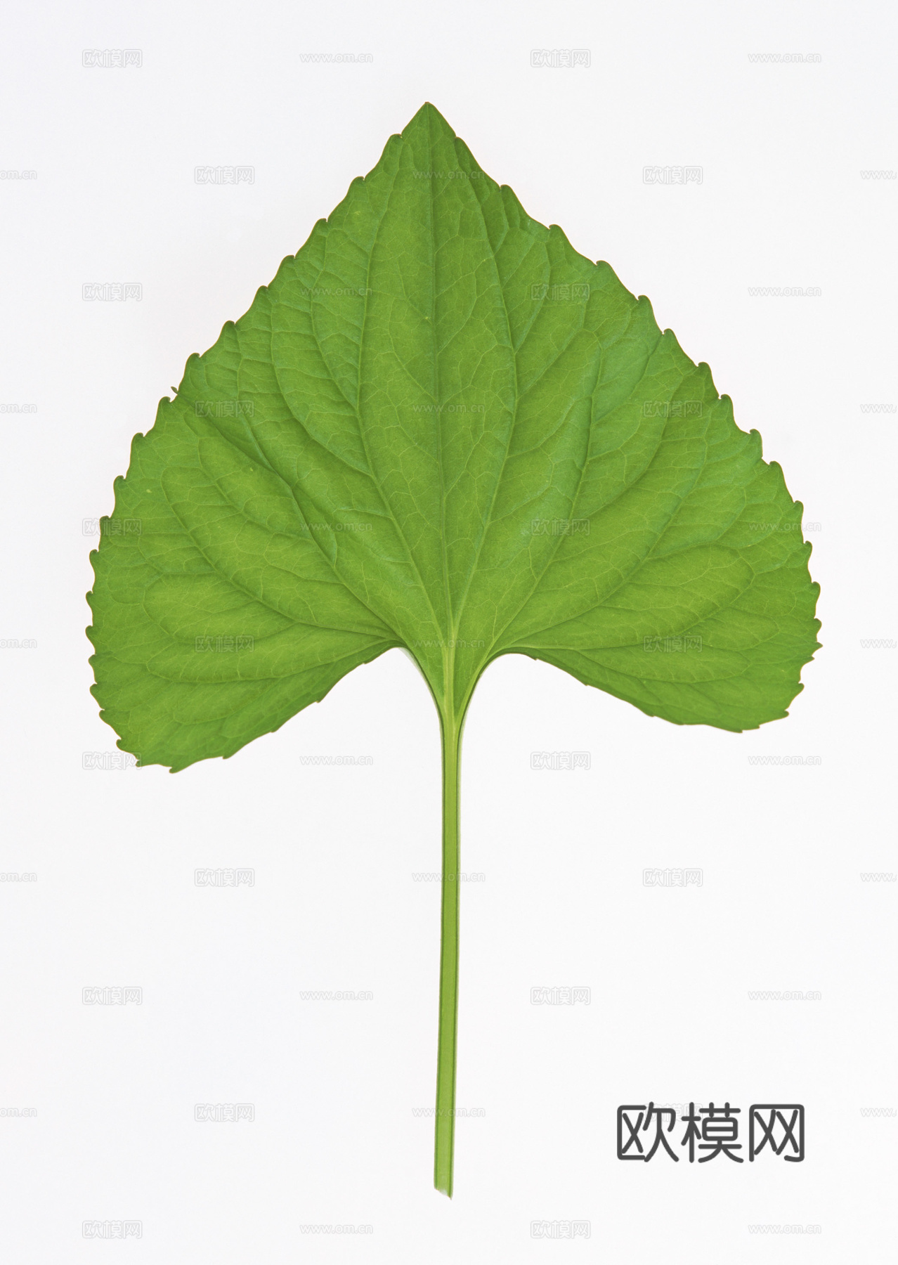 树叶草叶 树叶纹理  草叶纹理下载