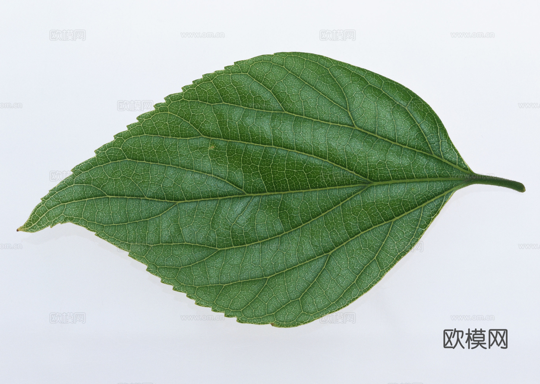 树叶草叶 树叶纹理  草叶纹理下载