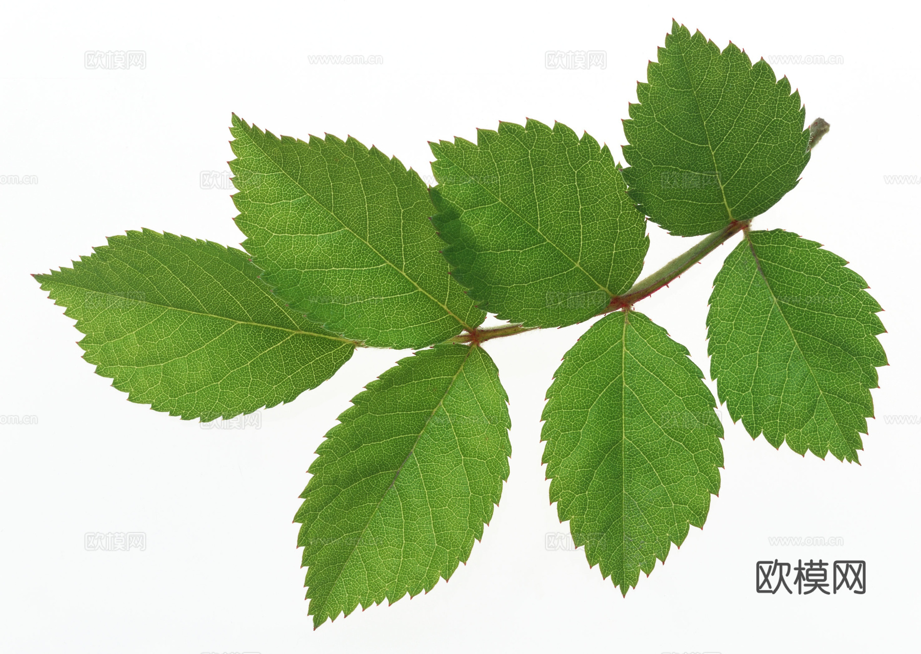 树叶草叶  树叶纹理  草叶纹理下载