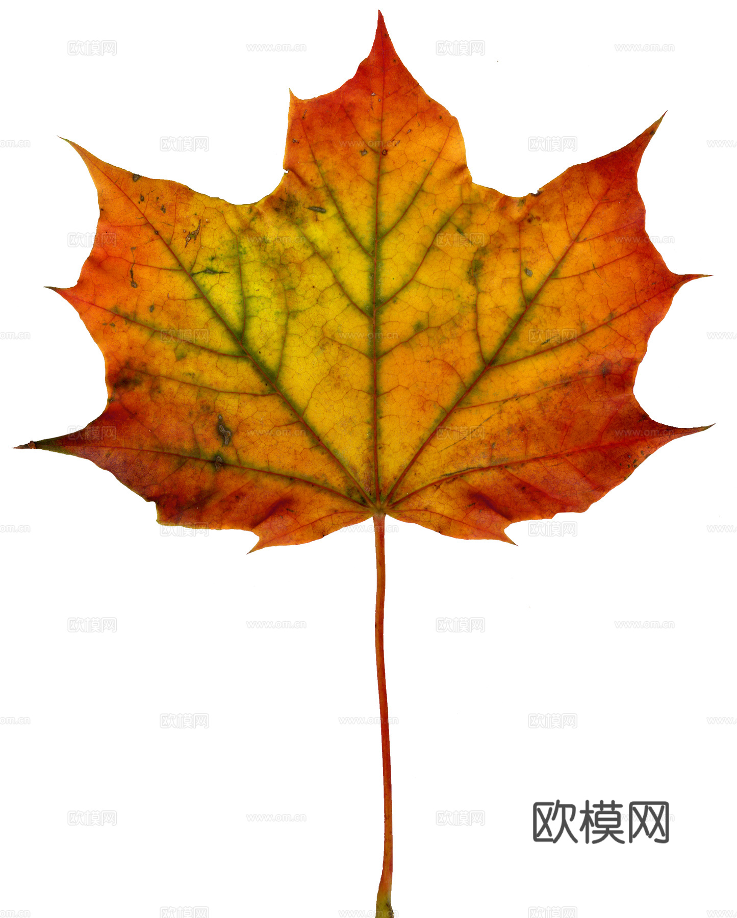 树叶纹理  秋天树叶下载