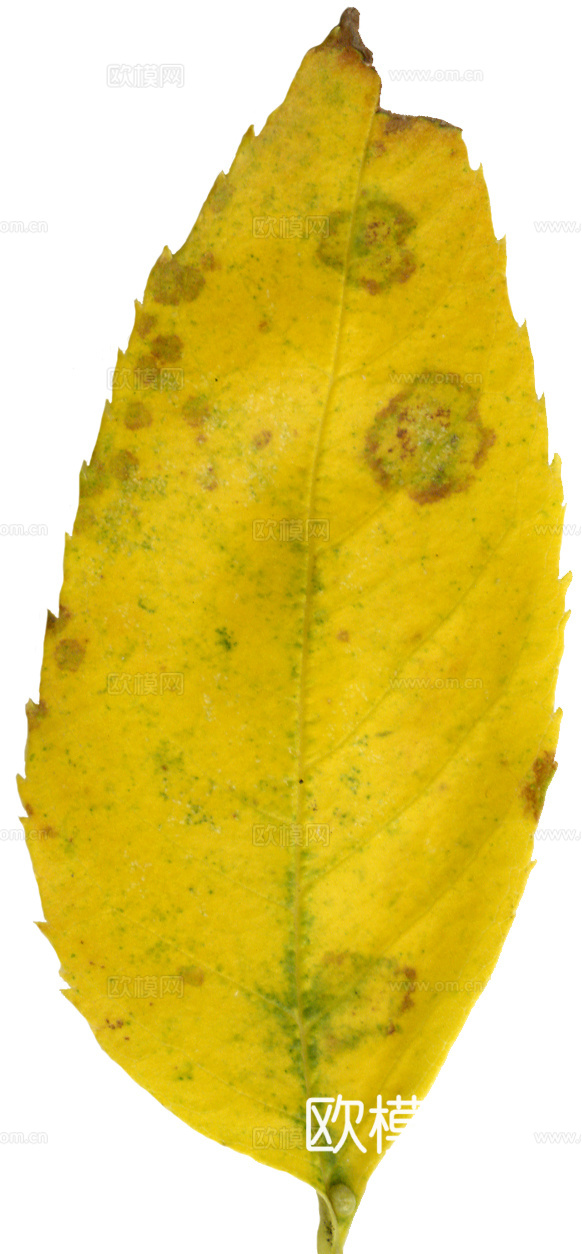 树叶纹理  秋天树叶下载