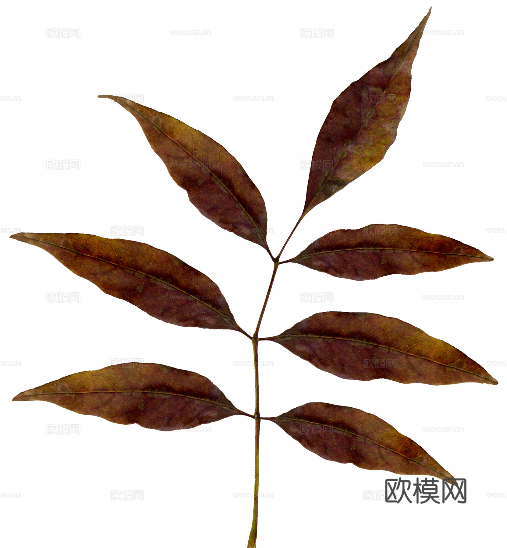 树叶草叶  树叶纹理  草叶纹理下载