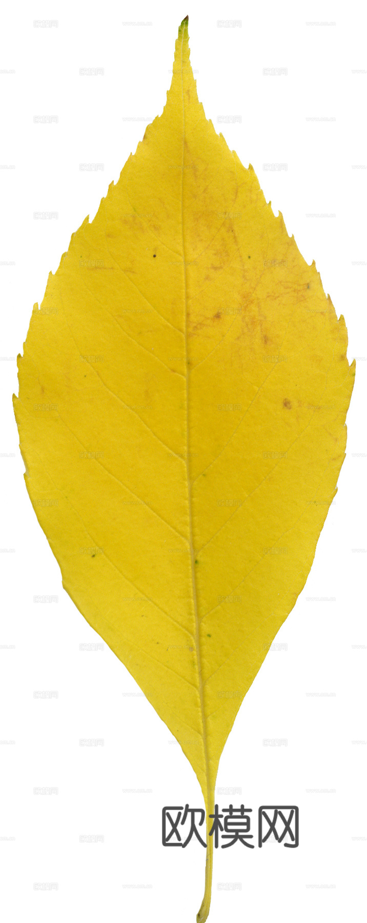树叶纹理  秋天树叶下载