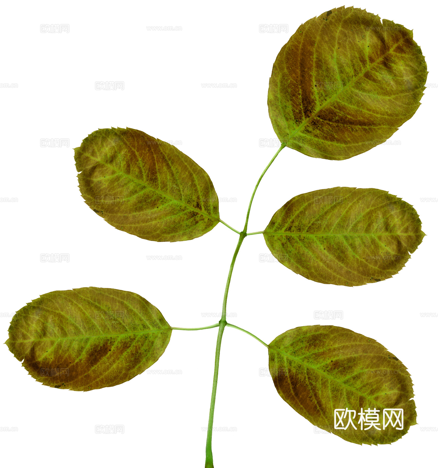 树叶纹理  草叶纹理