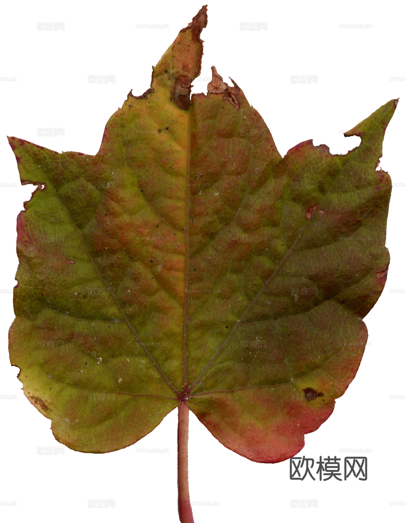 树叶纹理  秋天树叶下载