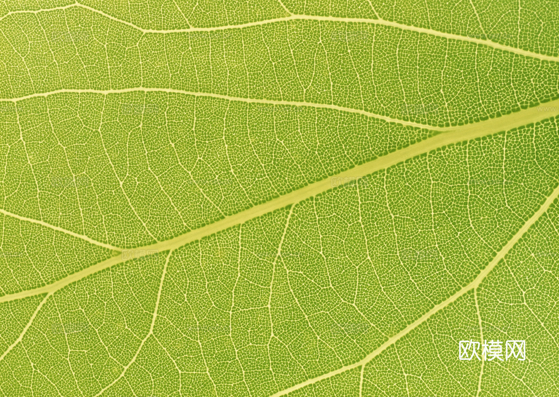 树叶纹理  草叶纹理 树叶草叶下载