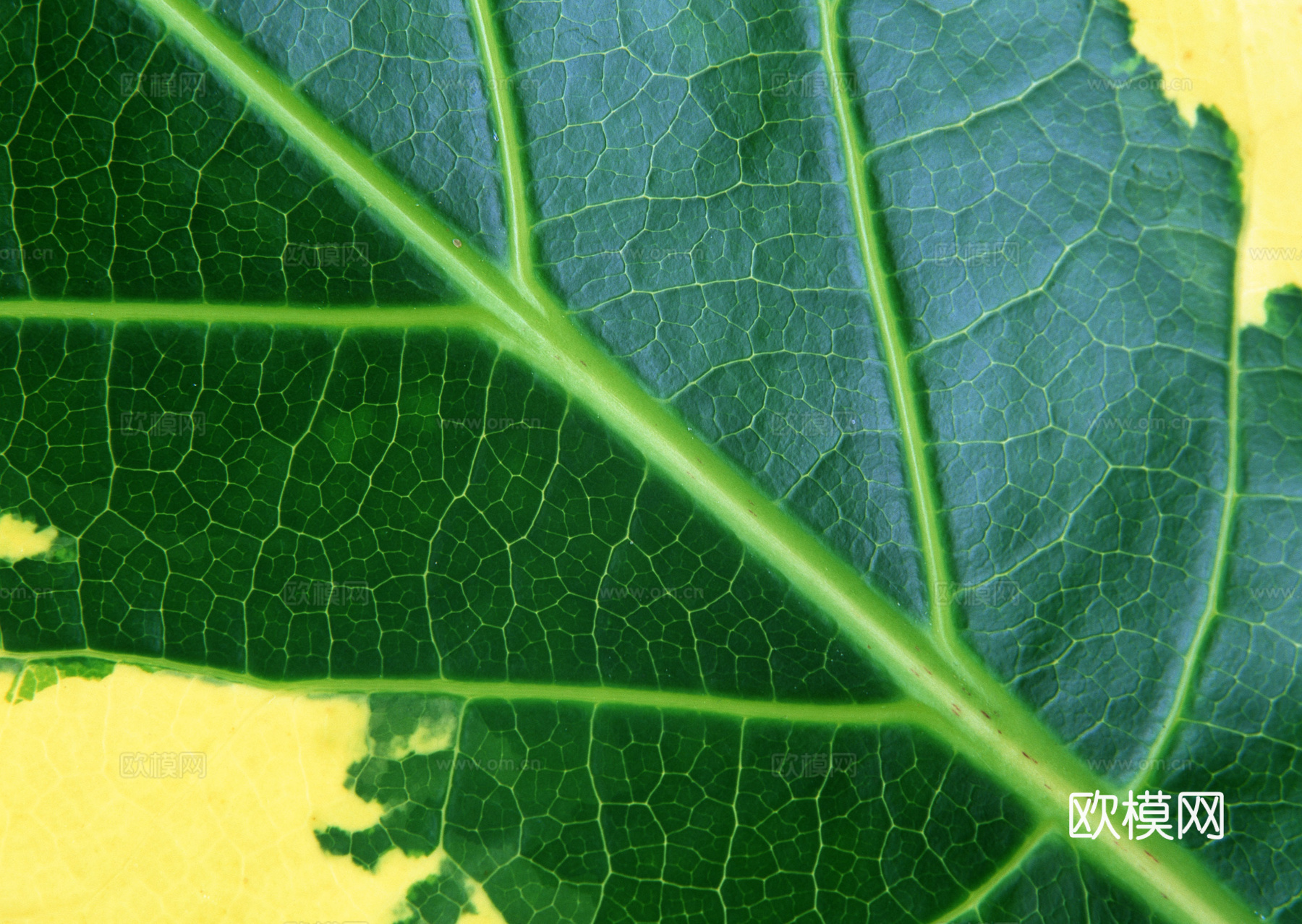 树叶纹理  草叶纹理 树叶草叶下载