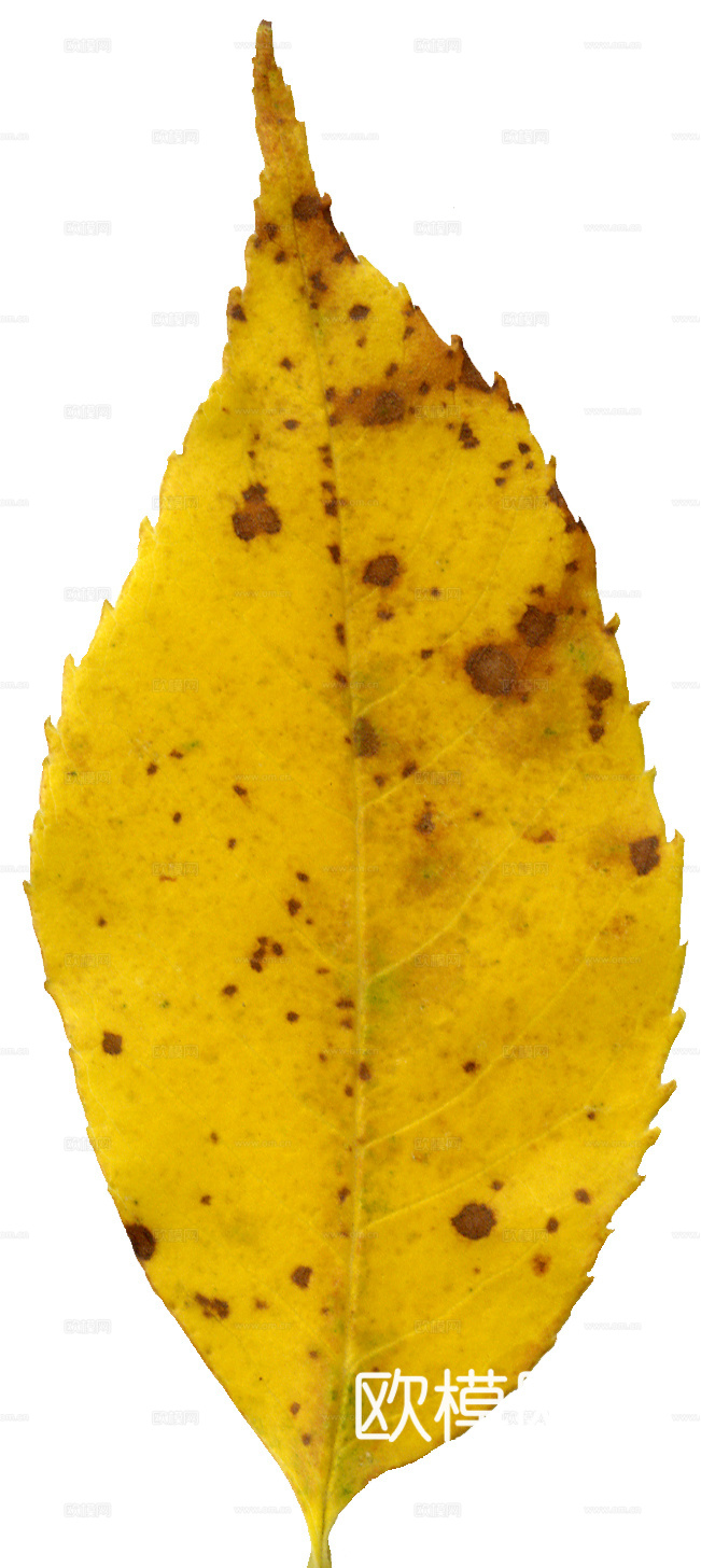 树叶纹理  秋天树叶下载