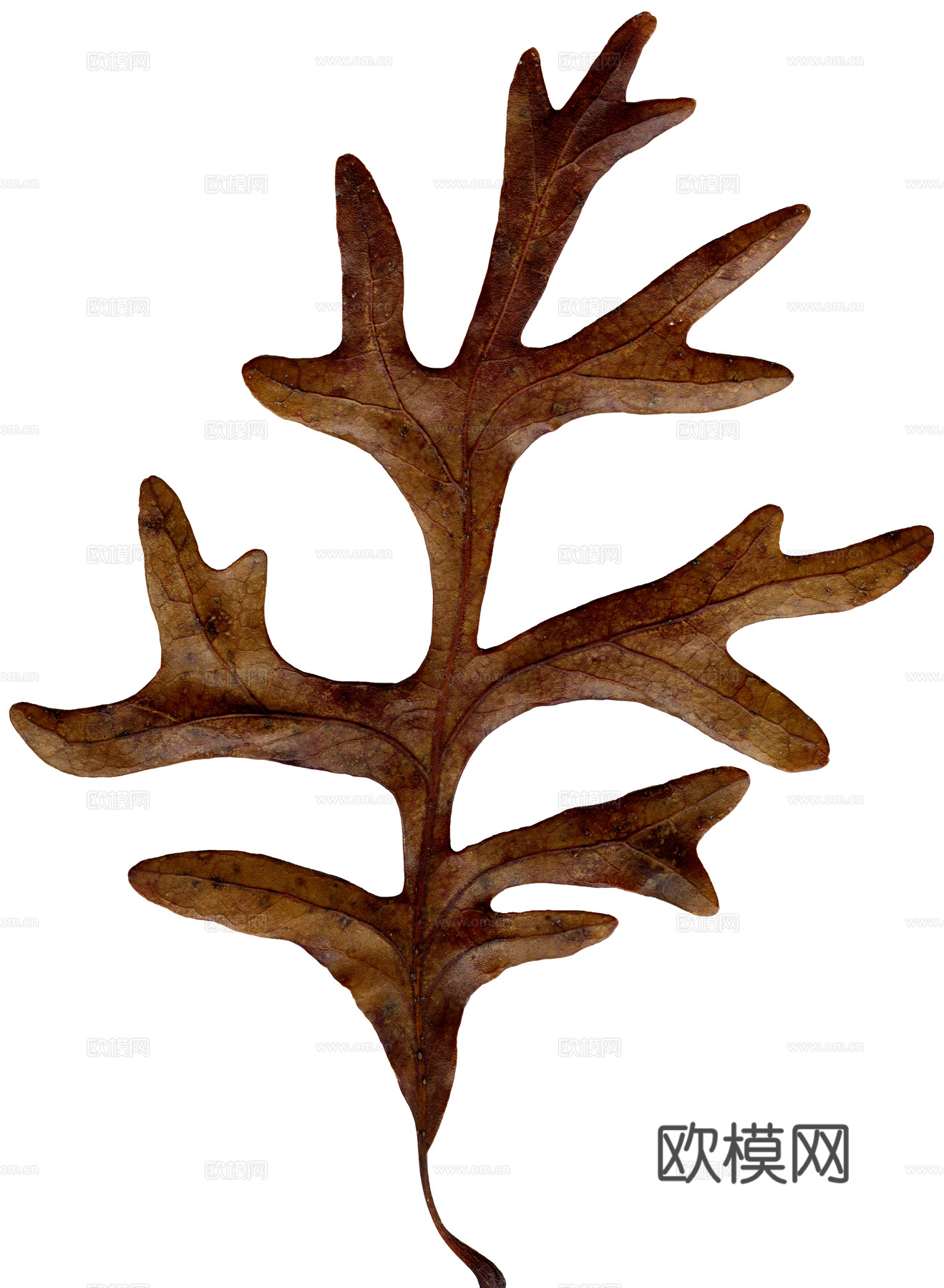 树叶纹理  秋天树叶下载