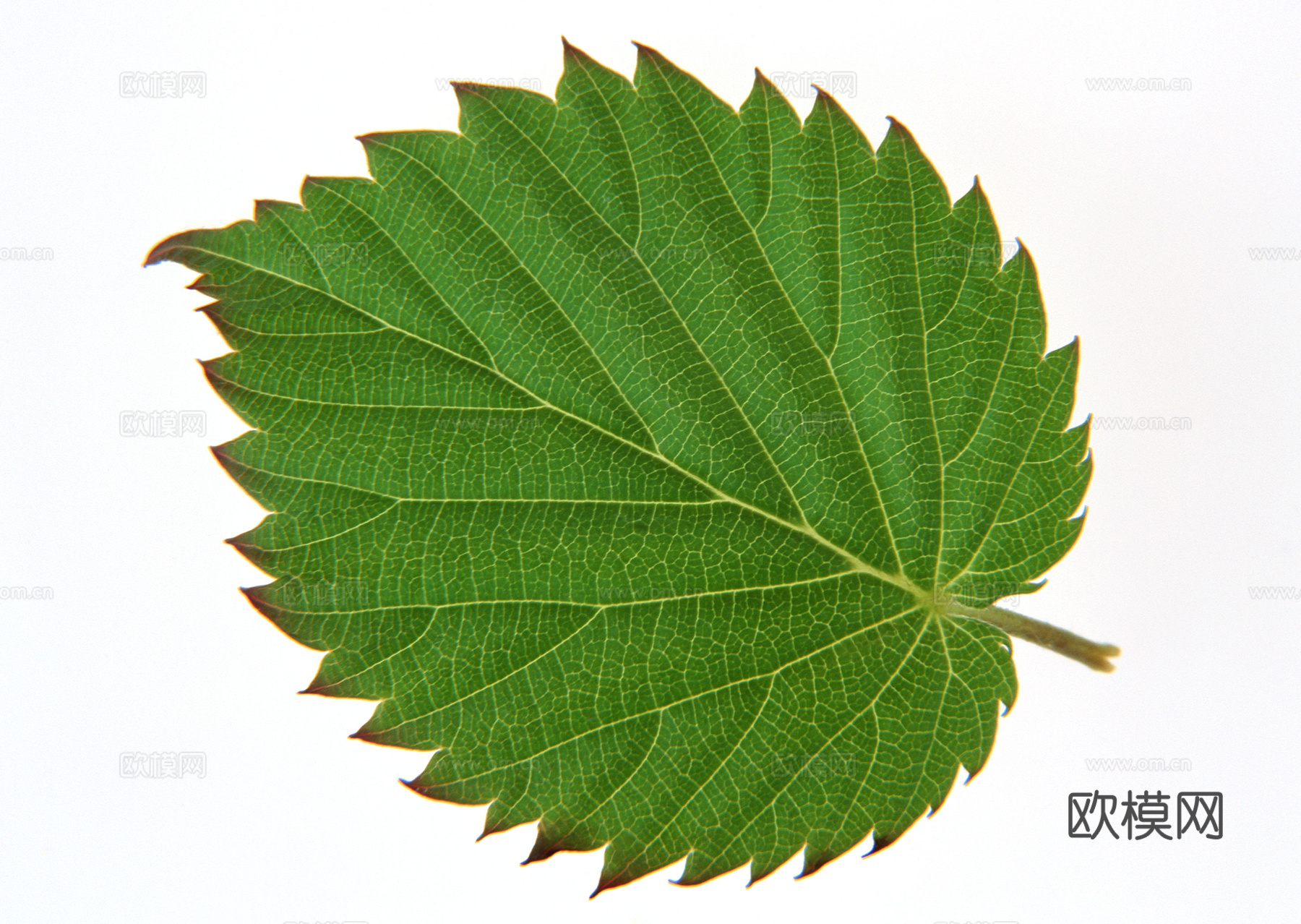 树叶纹理  草叶纹理 树叶草叶下载