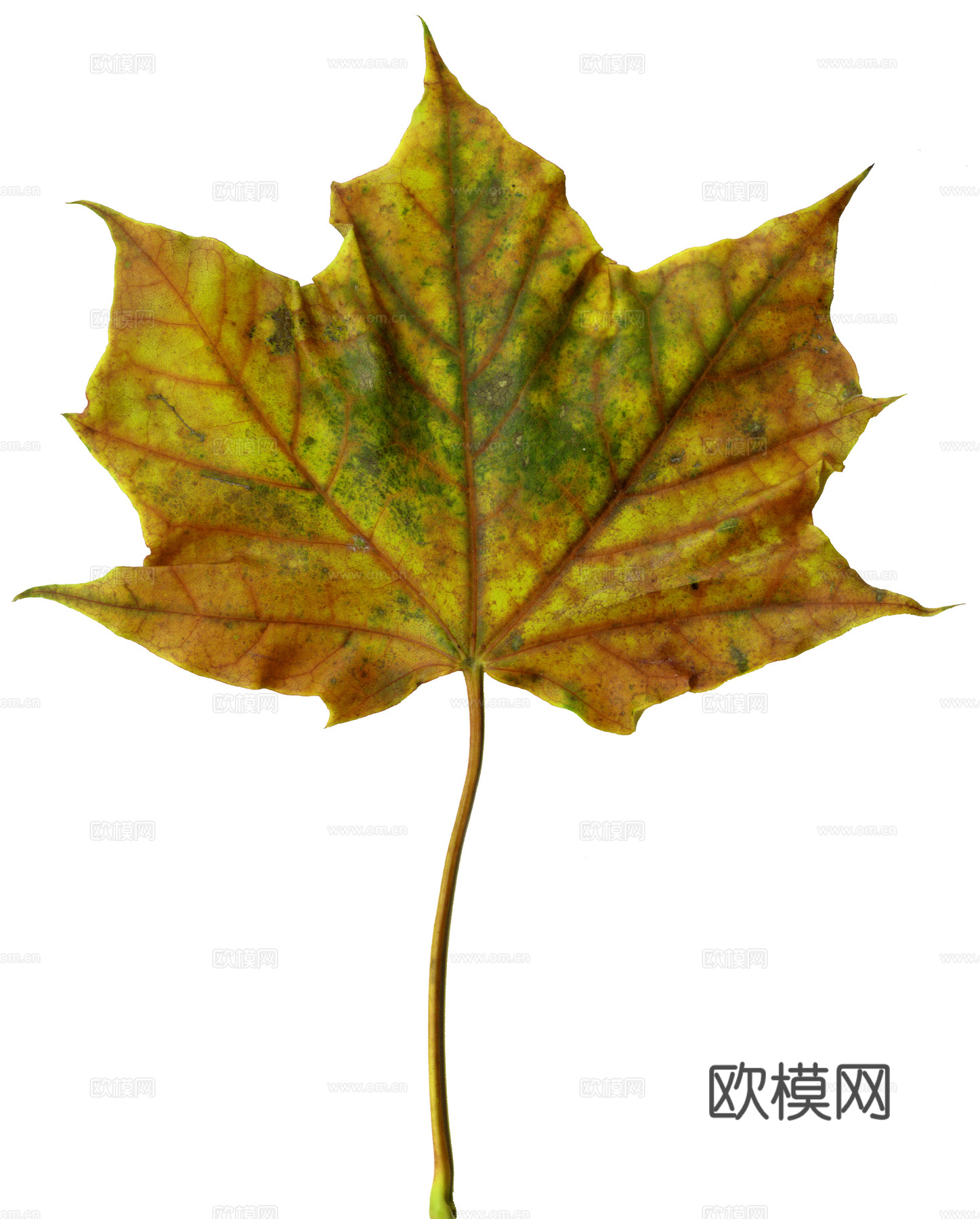 树叶纹理  秋天树叶下载