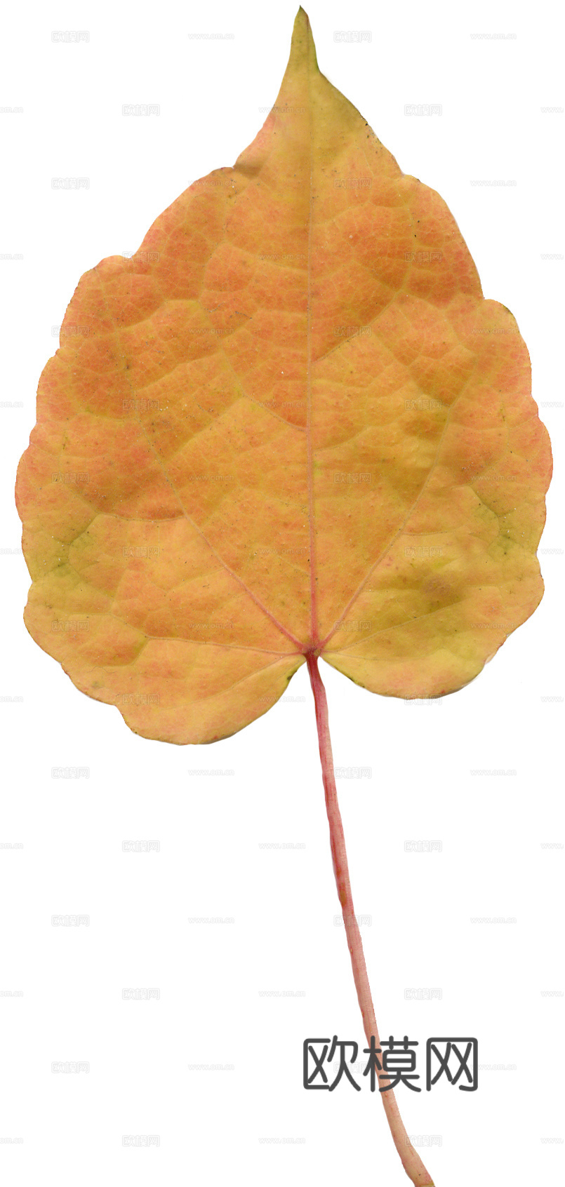 树叶纹理  秋天树叶下载