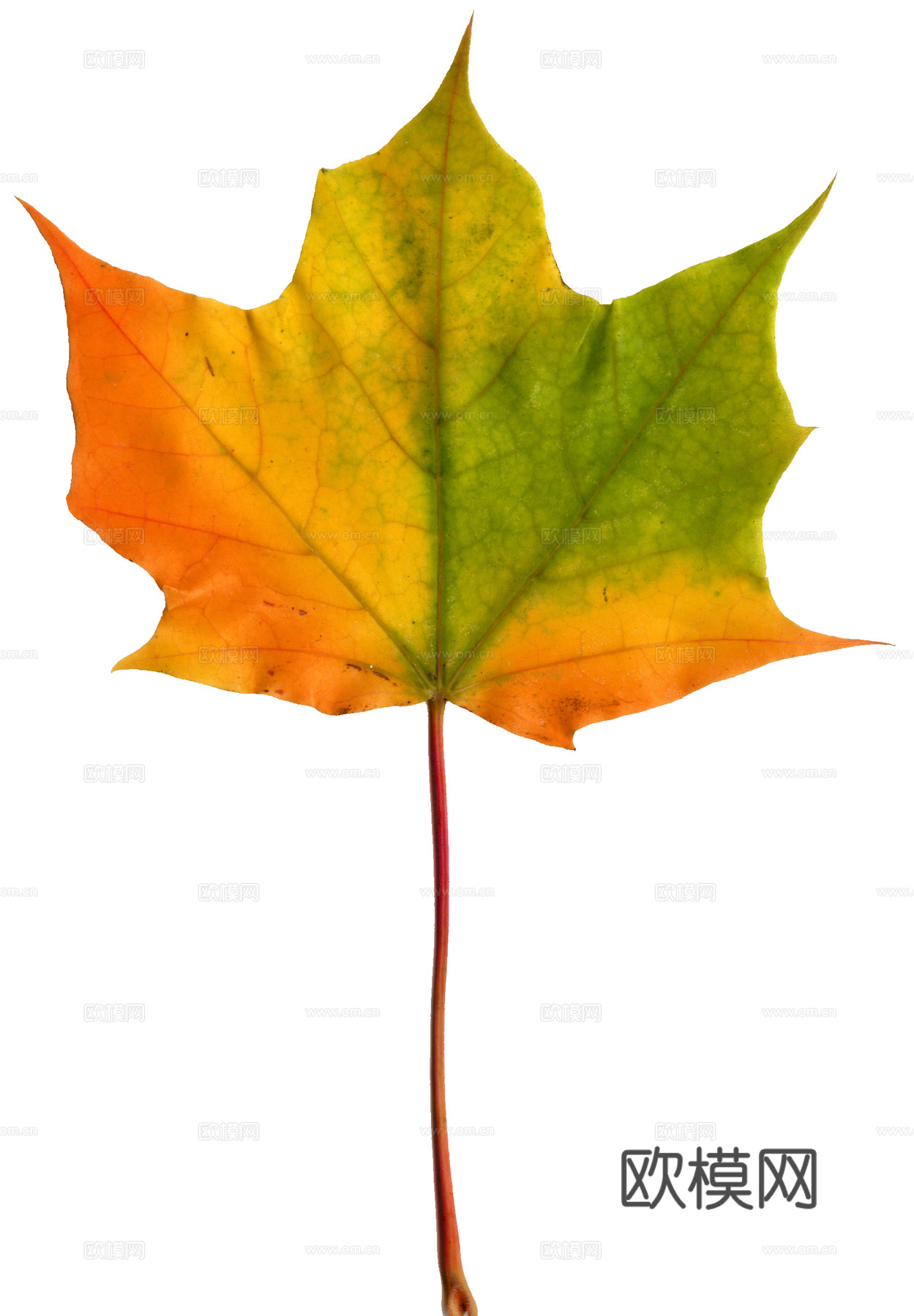 树叶纹理  秋天树叶下载