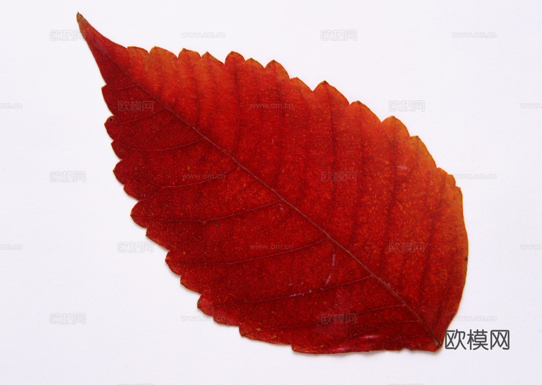 树叶纹理  秋天树叶下载