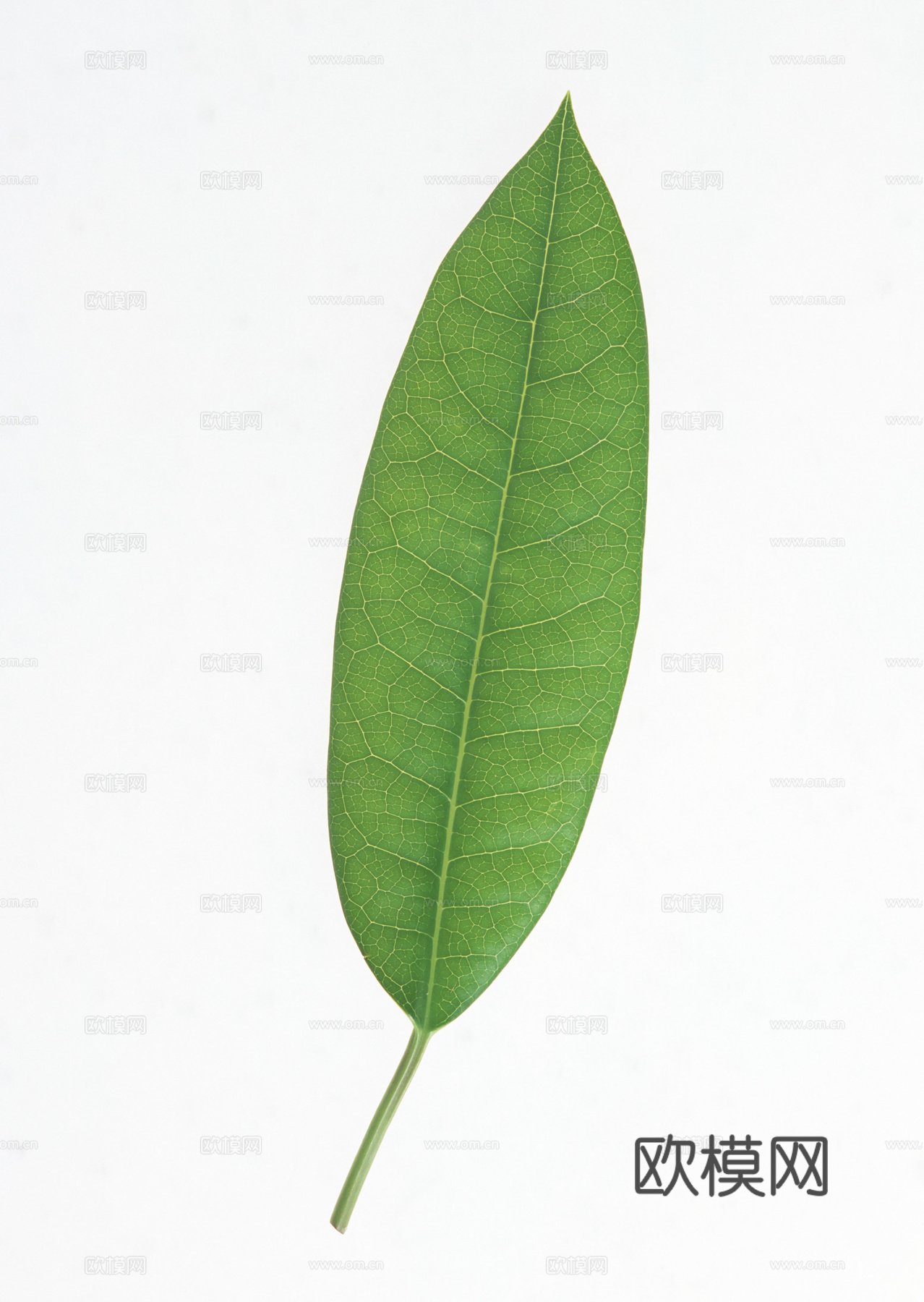 树叶草叶 树叶纹理  草叶纹理下载