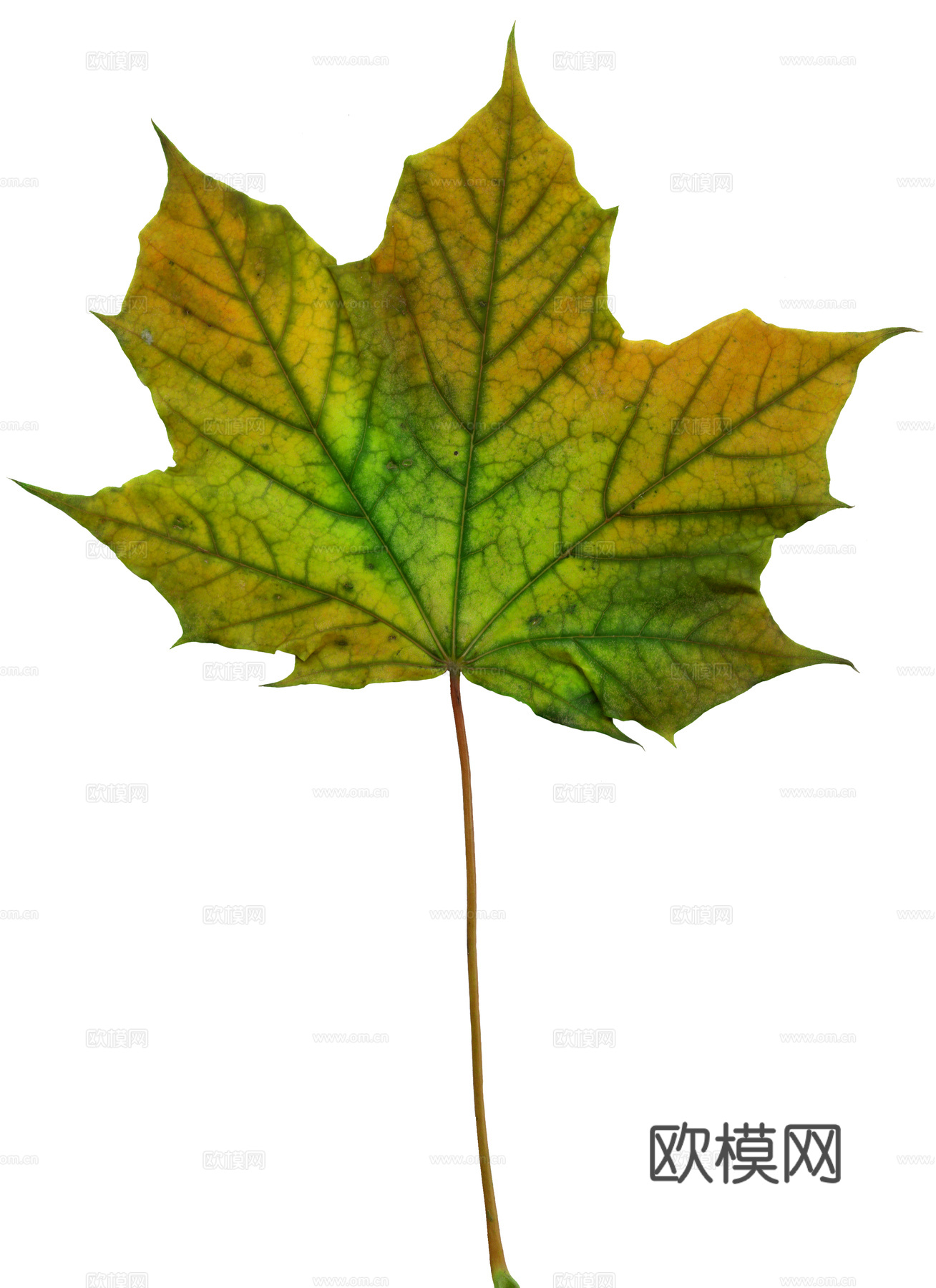 树叶草叶 树叶纹理  草叶纹理下载