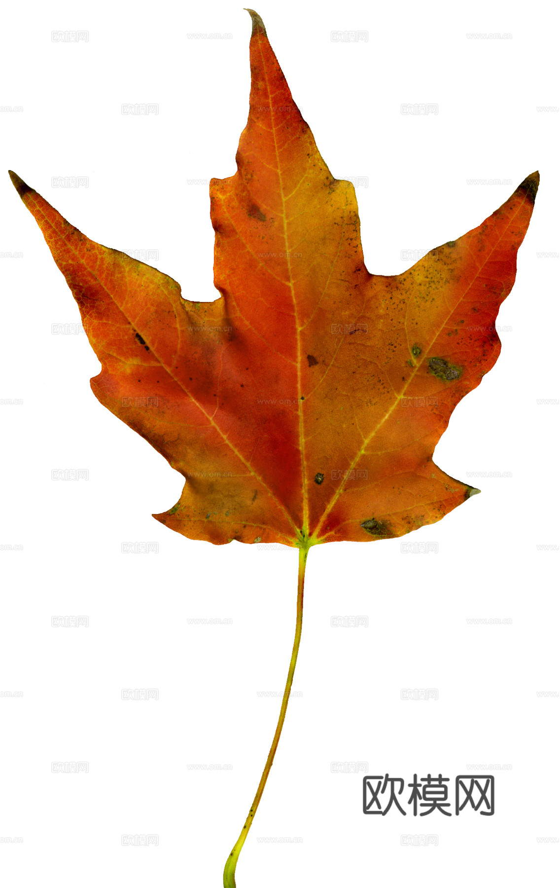 树叶纹理  秋天树叶下载