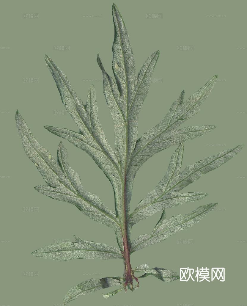 树叶草叶 树叶纹理  草叶纹理