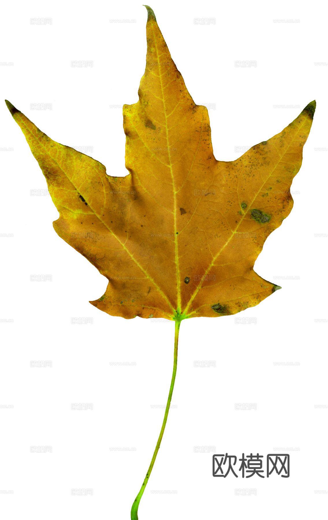 树叶纹理  秋天树叶下载