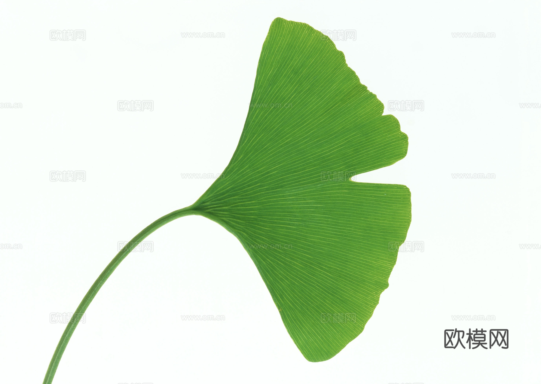 树叶纹理  草叶纹理 树叶草叶下载