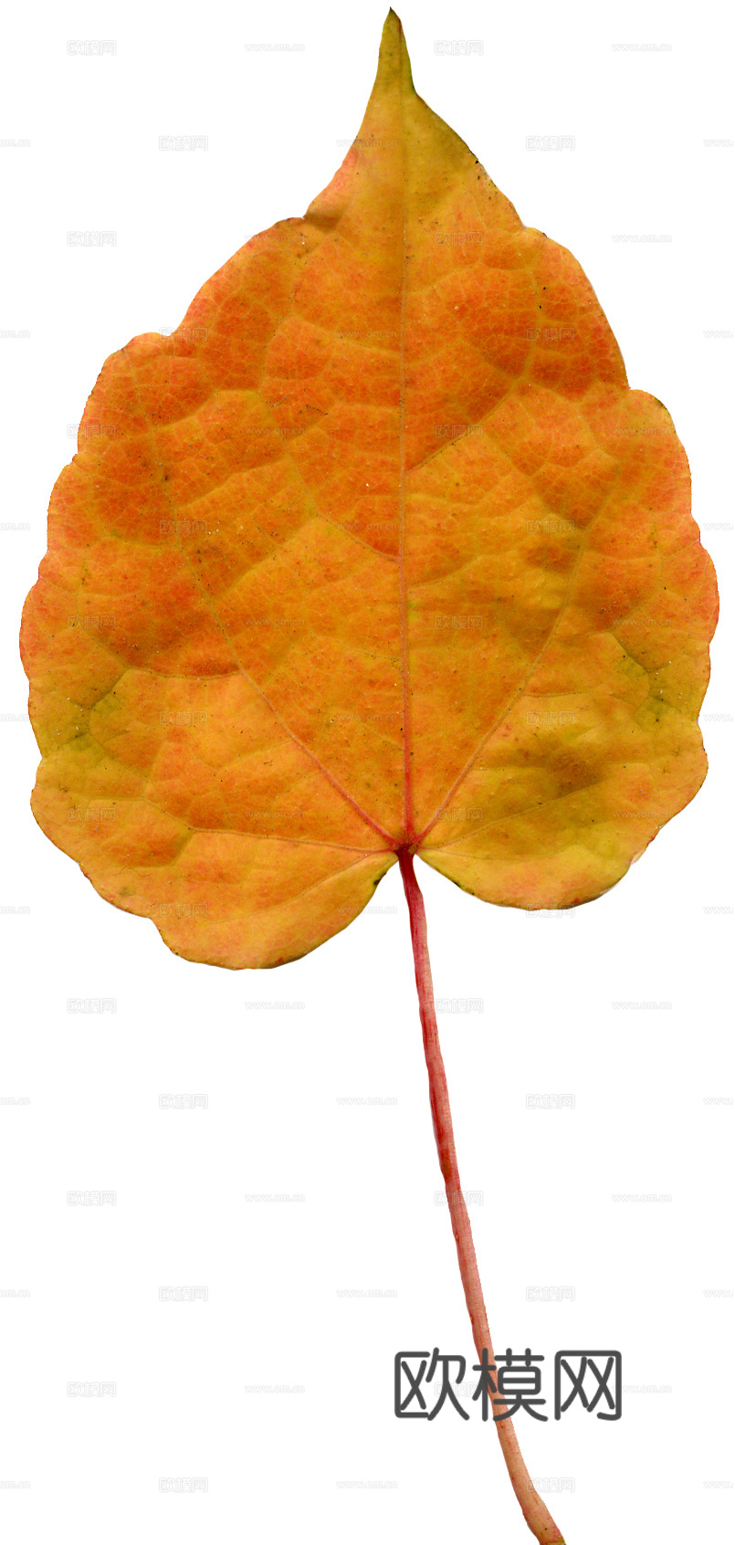 树叶纹理  秋天树叶下载